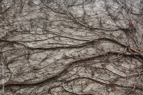 background - a stone wall entwined with dry winter stems of wild vines