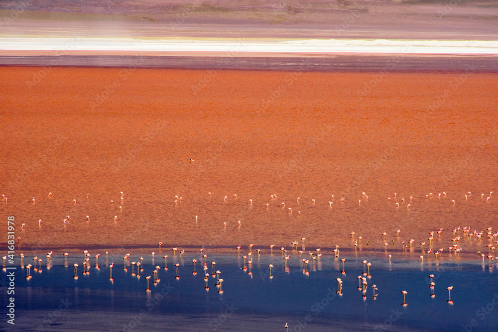 Flamingos in Laguna Colorada, Eduardo Abaroa Andean Fauna National Reserve, Potosi Department, Bolivia