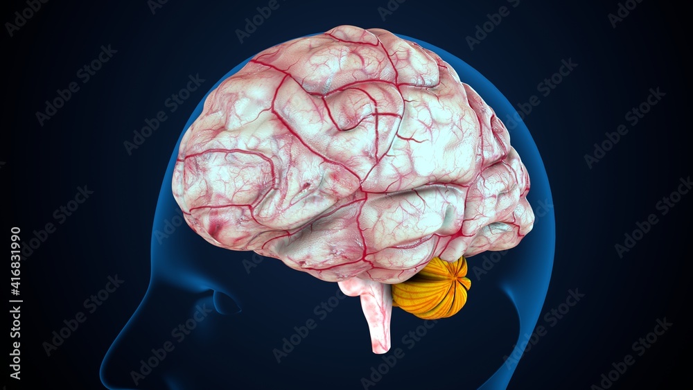 Obraz premium 3d illustration of human body brain cerebellum anatomy.