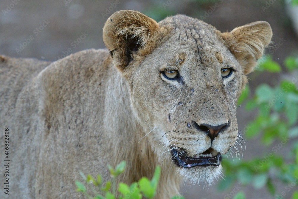 Wild Lions taken in Southern Africa, Kruger Park and Kgalagadi Park Wild Lions taken in Southern Africa, Kruger Park and Kgalagadi Park