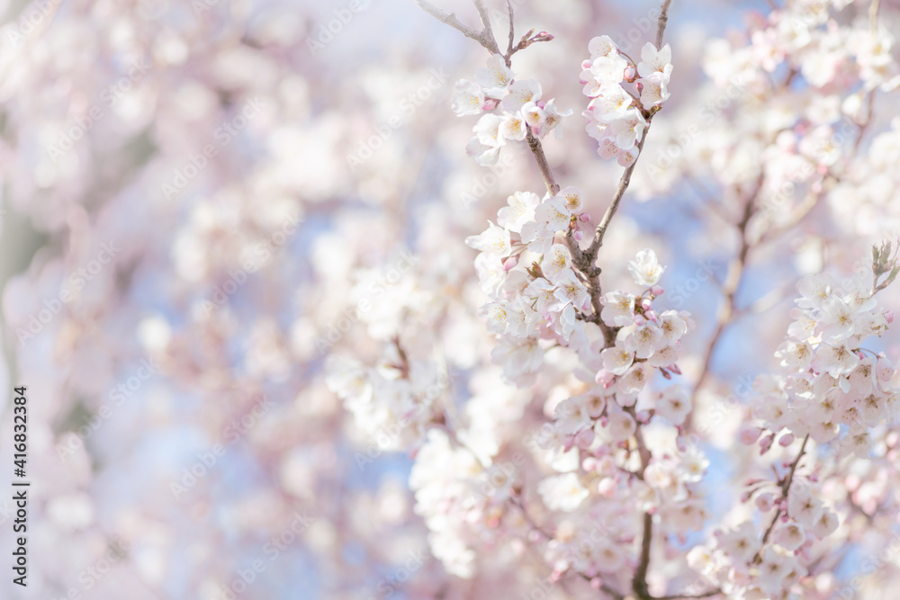 White cherry blossom, idea of the spring awakening White cherry blossom, idea of the spring awakening