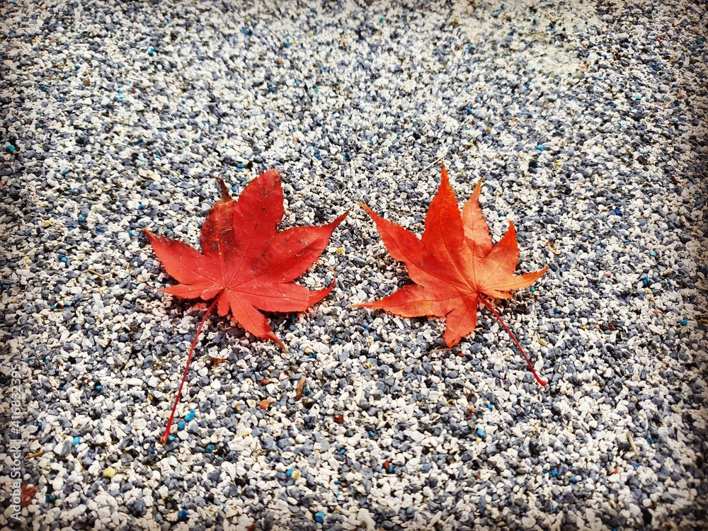 red maple leaf