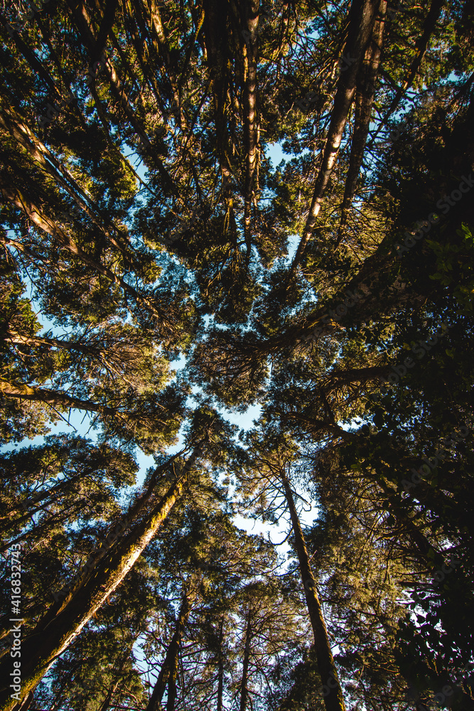 Obraz premium Gran cantidad de árboles parte de un bosque vistos desde abajo
