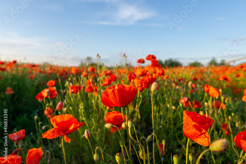 Flowers Red poppies blossom on wild field. Beautiful field red poppies with selective focus. Red poppies in soft light.