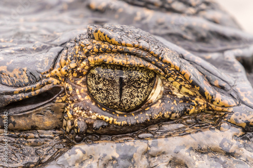 Brazil, Pantanal. Close-up of jacare caiman eye. photo