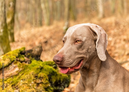 Weimaraner in the oak forest. Autumn hunting with a dog. Hunting dog in the woods.