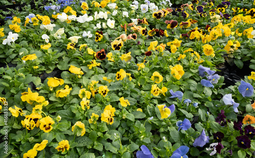 Yellow and blue dasies in a fall garden