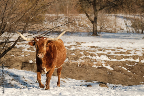 Texas longhorn cow walking through winter field with snow.