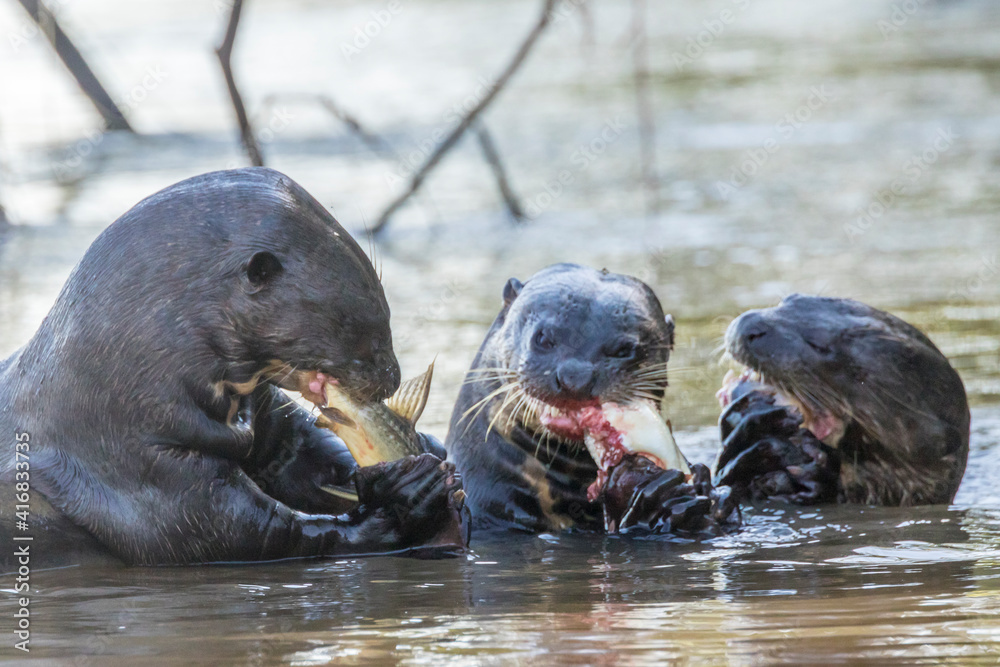 Naklejka premium Brazil, Pantanal. Giant river otter eating fish.