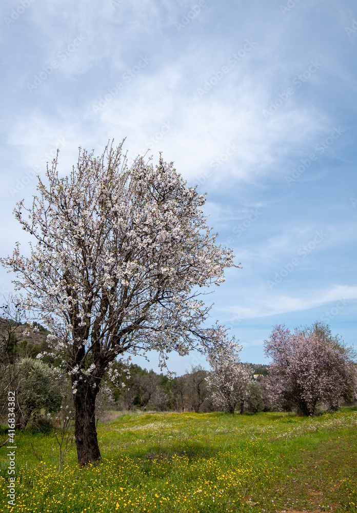 Almond trees bloom in spring against blue sky. Almond trees bloom in spring against blue sky.