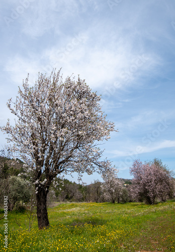 Almond trees bloom in spring against blue sky.