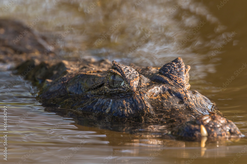 Brazil, Pantanal. Jacare caiman reptile in water. Brazil, Pantanal. Jacare caiman reptile in water.