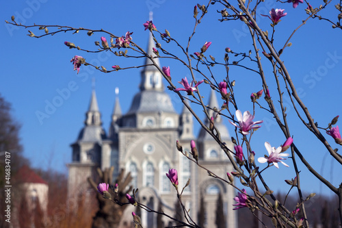 Fényképezés Blooming pink magnolia, beautiful flowering tree in spring