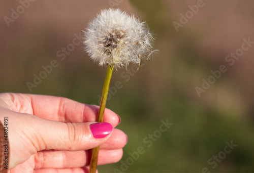 Fluffy dandelion flower in hand among the field. Young woman holds Dandelion in hand with pink manicure. Spring  background