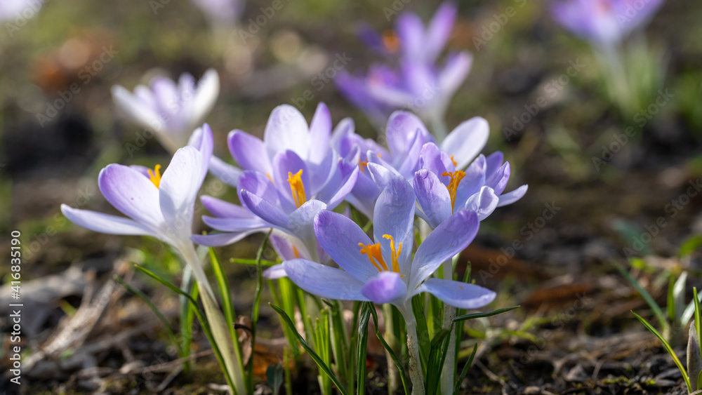 Krokusse auf einer Frühlingswiese im Garten, Park oder in der Natur. Sie erfreuen Menschenuns sind für Insekten eine erste Nahrungsquelle vieler Insekten. Krokusse auf einer Frühlingswiese im Garten, Park oder in der Natur. Sie erfreuen Menschenuns sind für Insekten eine erste Nahrungsquelle vieler Insekten.