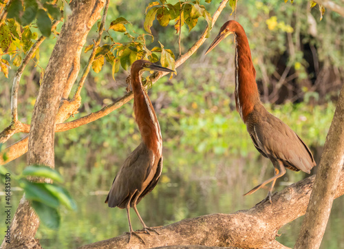 Brazil, Pantanal. Rufescent tiger herons in courtship display. photo