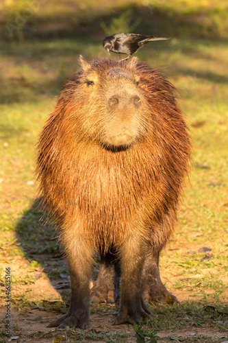 Картината върху платно Brazil, Pantanal. Capybara with cattle tyrant bird on back.