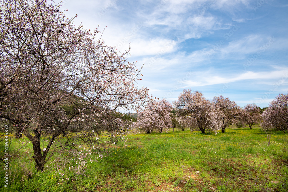 Almond trees bloom in spring against blue sky. Almond trees bloom in spring against blue sky.