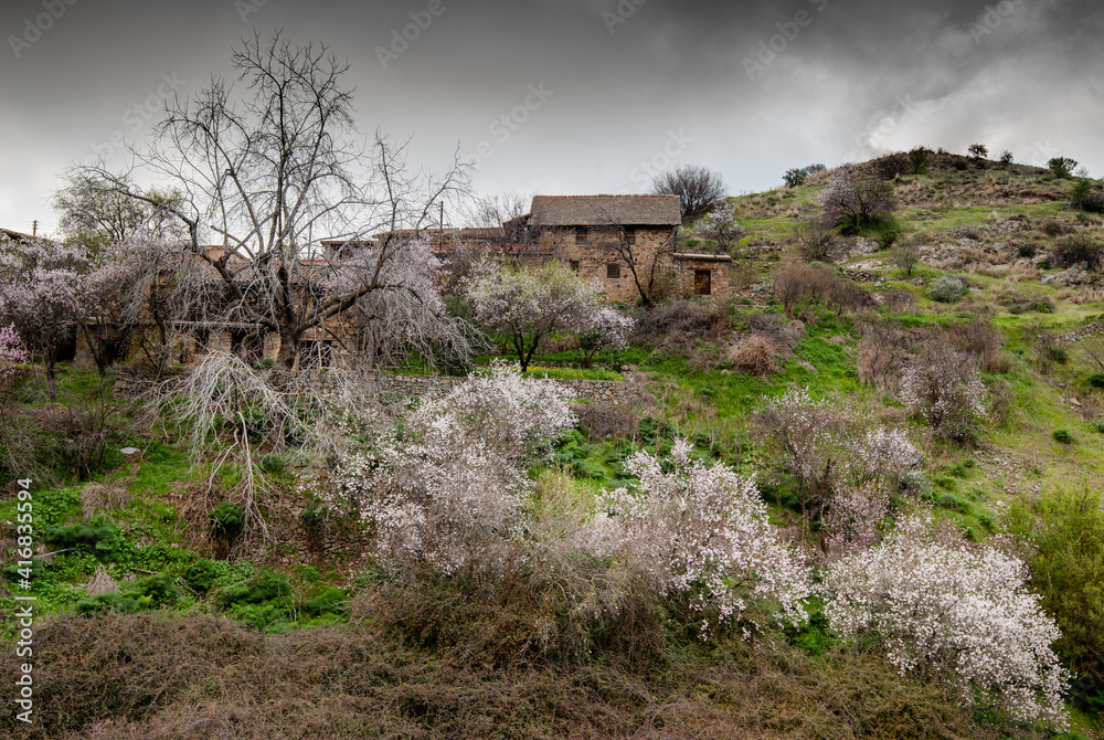 Fototapeta premium Spring landscape with blooming almond trees and dramatic cloudy sky. Fikardou village cyprus