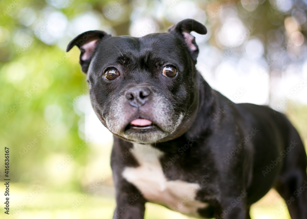 A cute Boston Terrier mixed breed dog