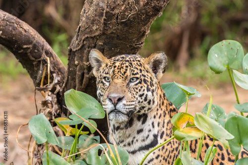 Brazil  Pantanal. Close-up of jaguar.