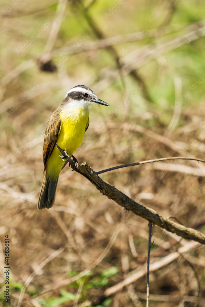 Obraz premium Pantanal, Mato Grosso, Brazil. Lesser Kiskadee resting on a branch.
