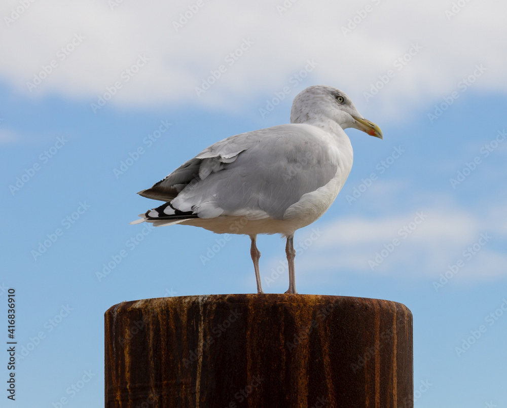 European herring gull (larus argentatus), standing on a pole, blue sky with white clouds
