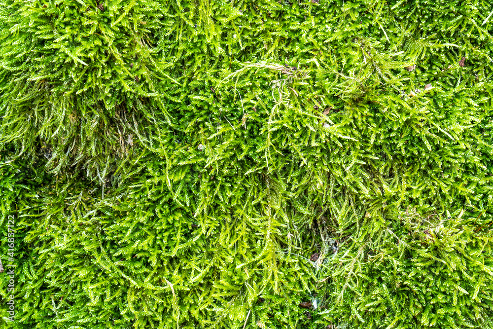 Green moss close-up Green moss close-up