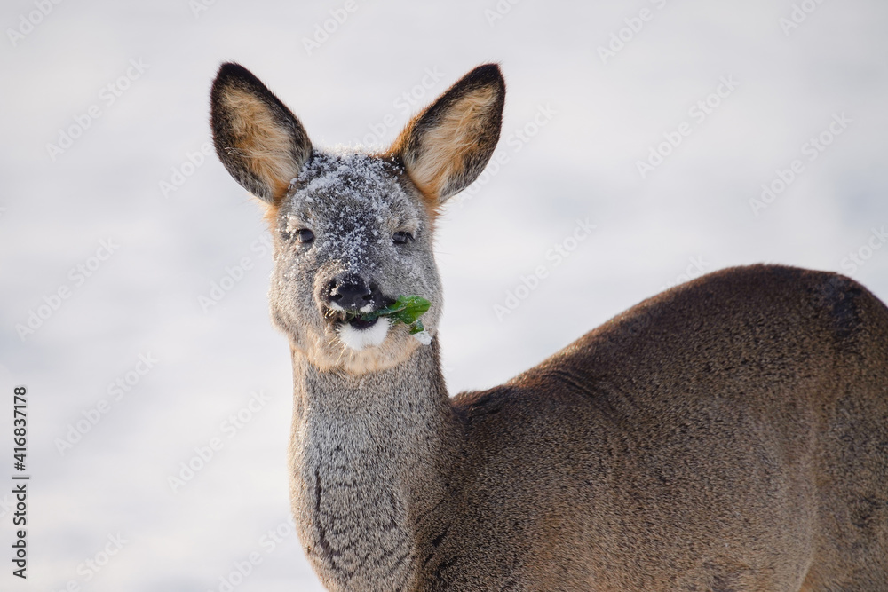 Roe deer portrait