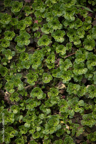 Top view on wild-growing multi-planting Saxifrage paniculata. Sprouts of wild plants in the garden on a bed in a warm spring day.