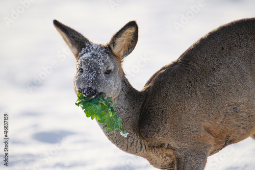 Roe deer eating green grass