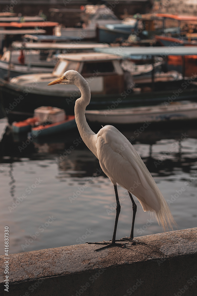 Naklejka premium great heron in the water