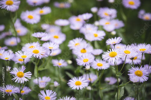 Summer meadow with blooming daisy-like flowers. Small-petalled garden flowers (Erigeron annuus) on a lawn on a warm summer day. Flowers with light purple petals photo