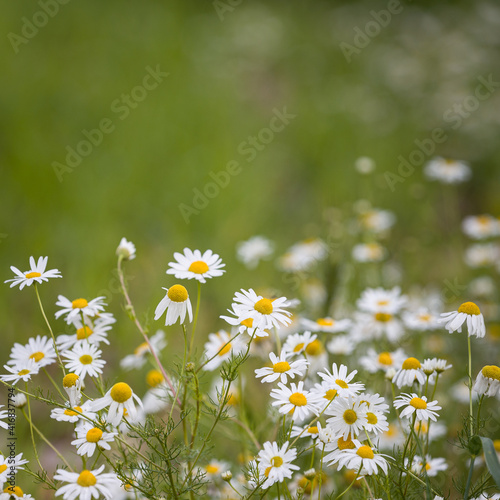 Blooming daisies on a sunny day. Chamomile on a background of green spring meadows. Copy space. Wildflowers in spring
