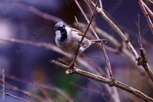 black backed shrike