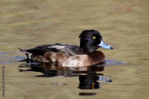 Reiherente - Weibchen // Tufted duck - female (Aythya fuligula) photo