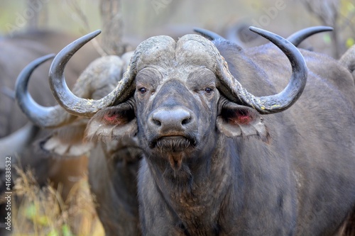 Cape Buffalo taken in the wilderness of Kruger National Park, South Africa
