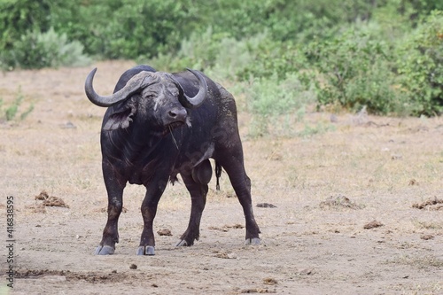 Cape Buffalo taken in the wilderness of Kruger National Park  South Africa