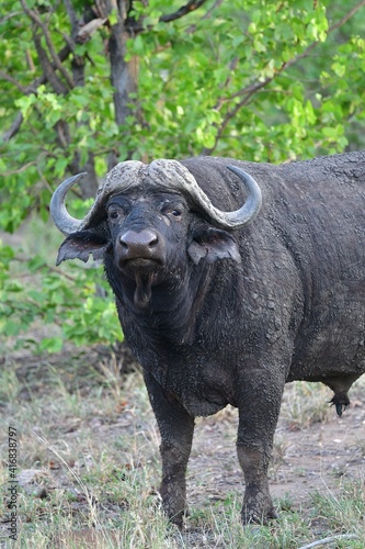 Cape Buffalo taken in the wilderness of Kruger National Park  South Africa
