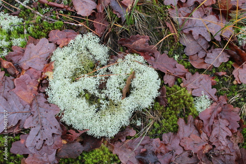 Buitencentrum Schoorlse Duinen, Lichen in the wildlife sanctuary near Bergen an Zee, The Netherlands photo