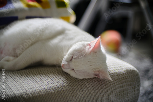 Floki the cute white cat фототапет