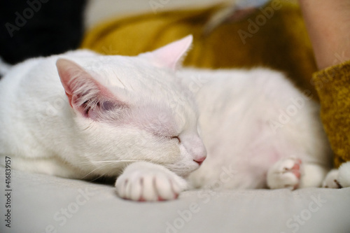 Fototapeta Floki the cute white cat