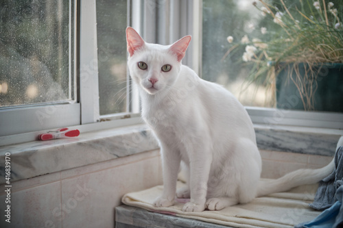 Canvas Print Floki the cute white cat