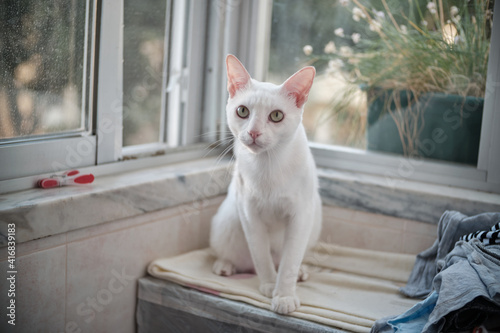 Fotografie Floki the cute white cat