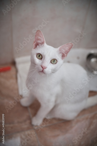 Quadro su tela Floki the cute white cat