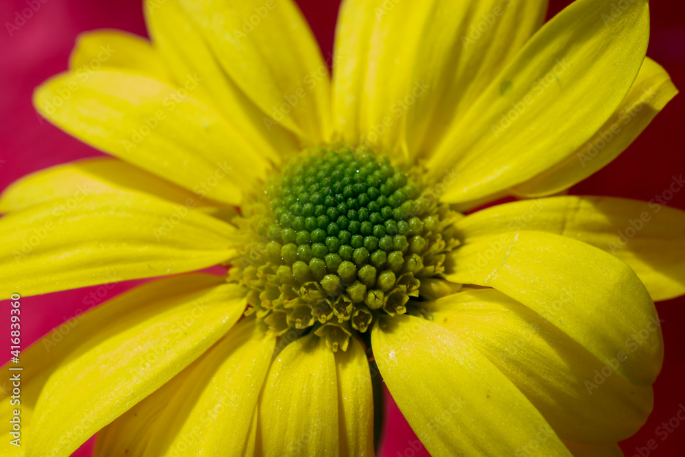 close up of yellow flower isolated on red background. close up of yellow flower isolated on red background.