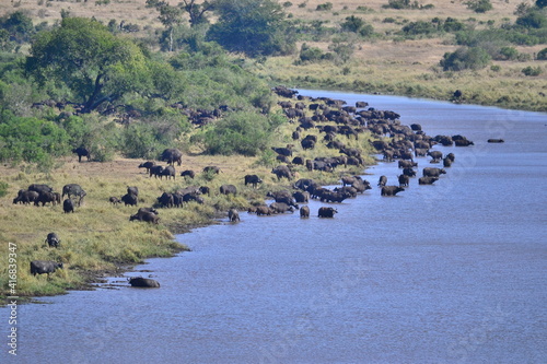 Cape Buffalo taken in the wilderness of Kruger National Park, South Africa