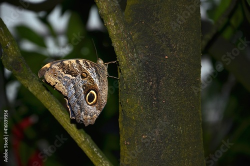 Tropische Schmetterlinge  Waldeule  caligo eurilochus  Bananenfalter