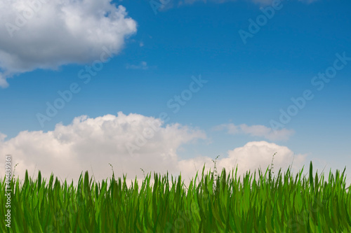 Green grass and blue sunny sky spring landscape. Perfect for backgrounds