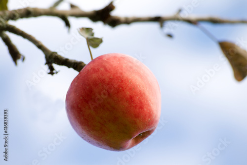 red apples hanging on tree